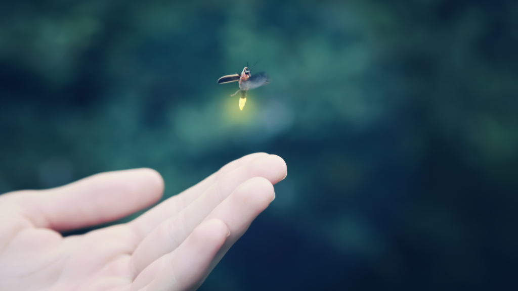 Here’s the ultimate guide to viewing fireflies in Malaysia, Kota Tinggi. It’s joy twinkling in the darkness, reminding you that wonder still exists in the everyday.